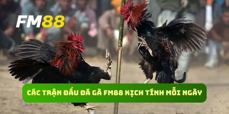 Chiến thuật hiệu quả khi chơi đá gà FM88